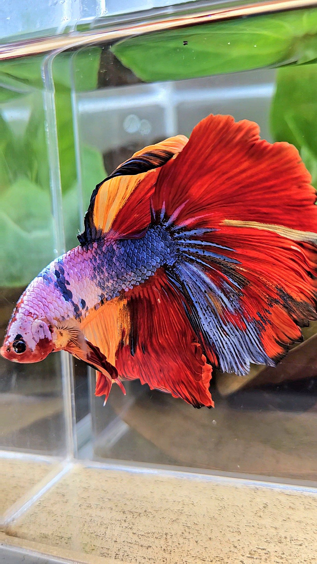 XL HALFMOON ROSETAIL FANCY FIRE MULTICOLOR BETTA FISH