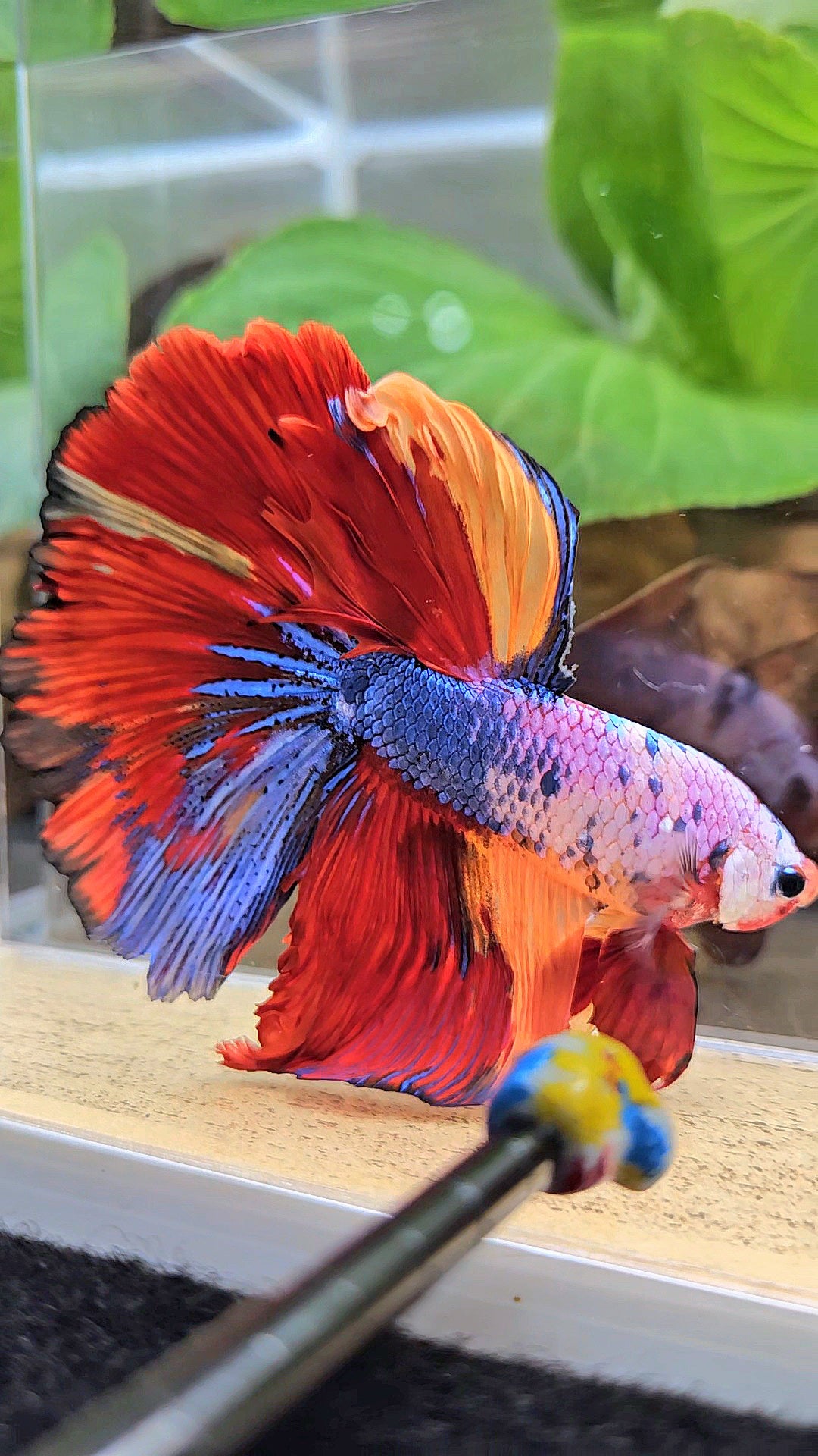 XL HALFMOON ROSETAIL FANCY FIRE MULTICOLOR BETTA FISH