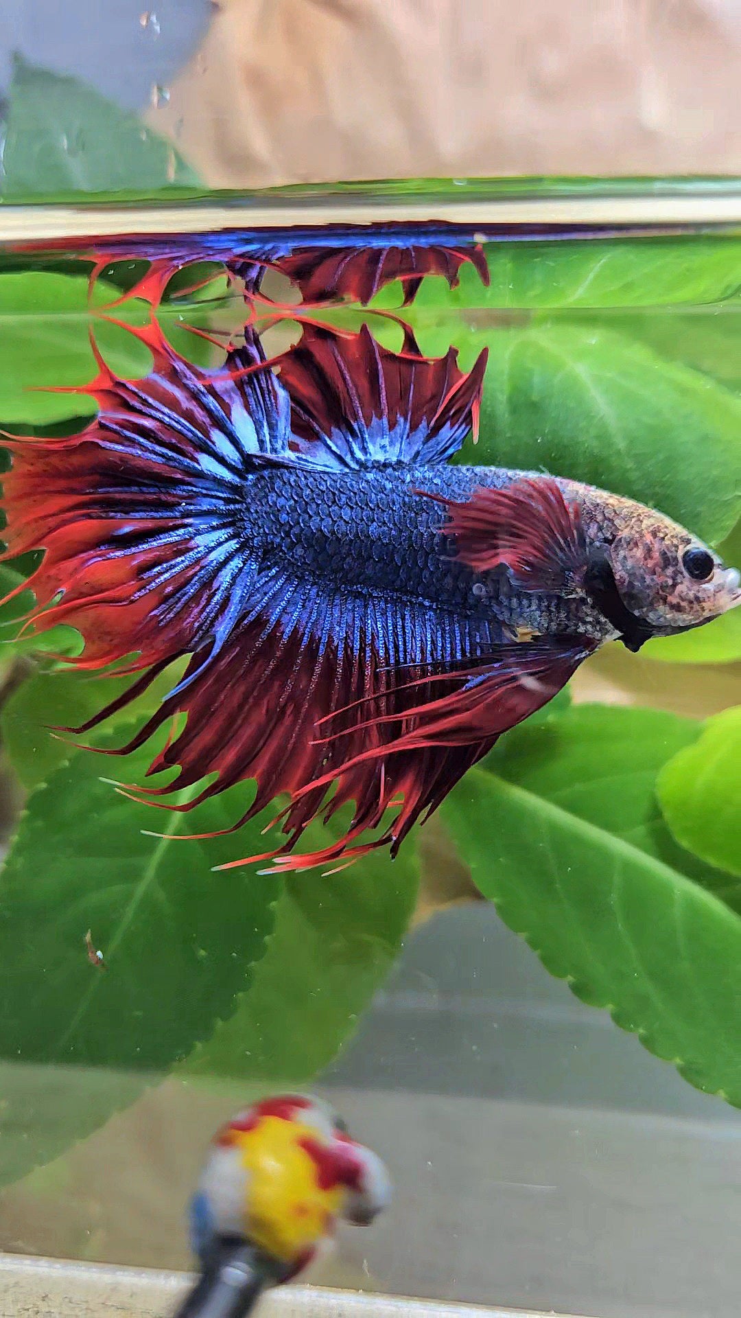 KING CROWNTAIL PLAKAT RED MASCOT BETTA FISH
