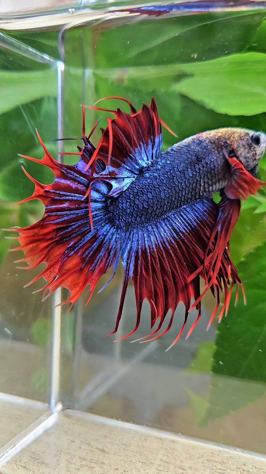 KING CROWNTAIL PLAKAT RED MASCOT BETTA FISH