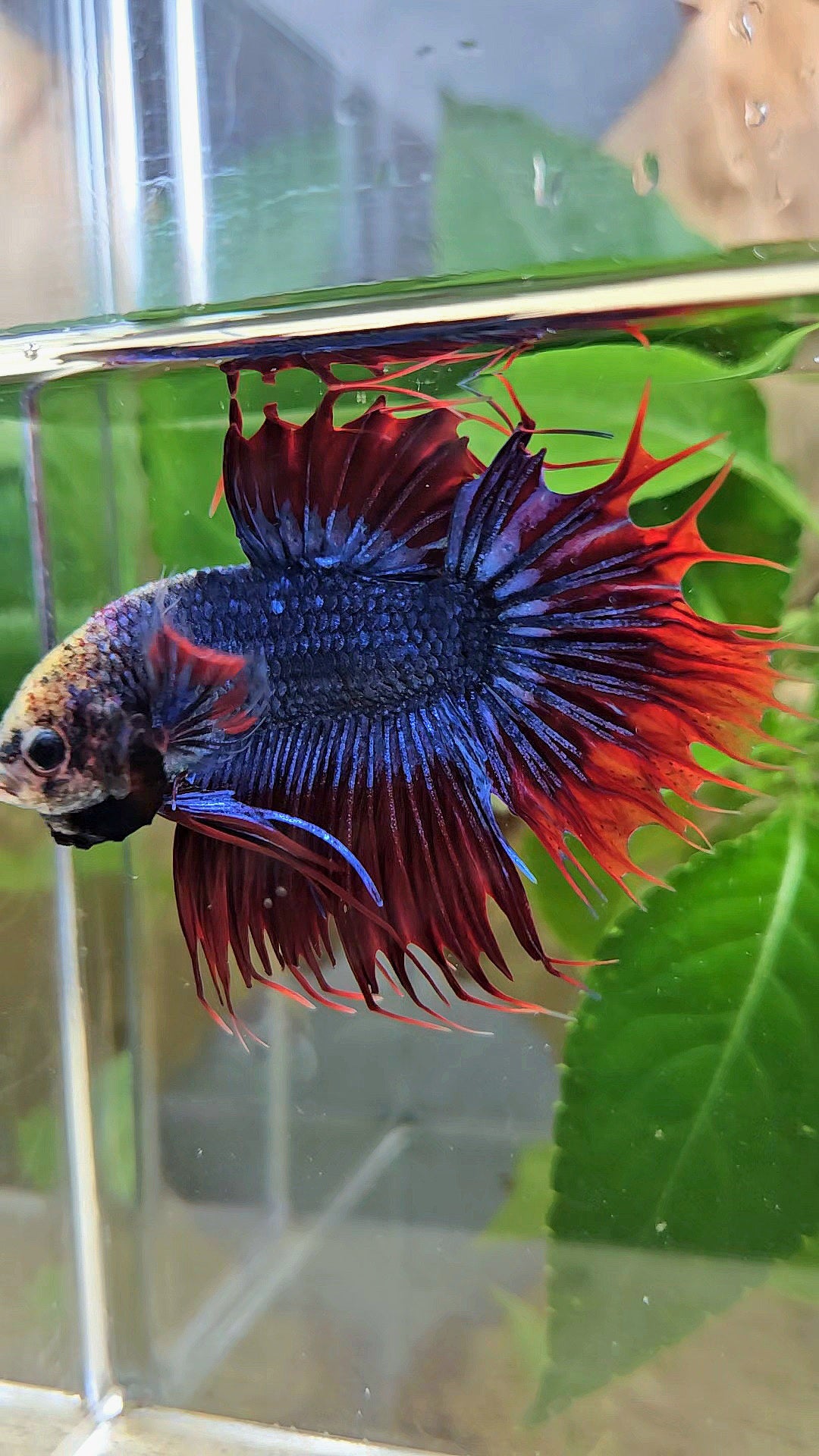 KING CROWNTAIL PLAKAT RED MASCOT BETTA FISH