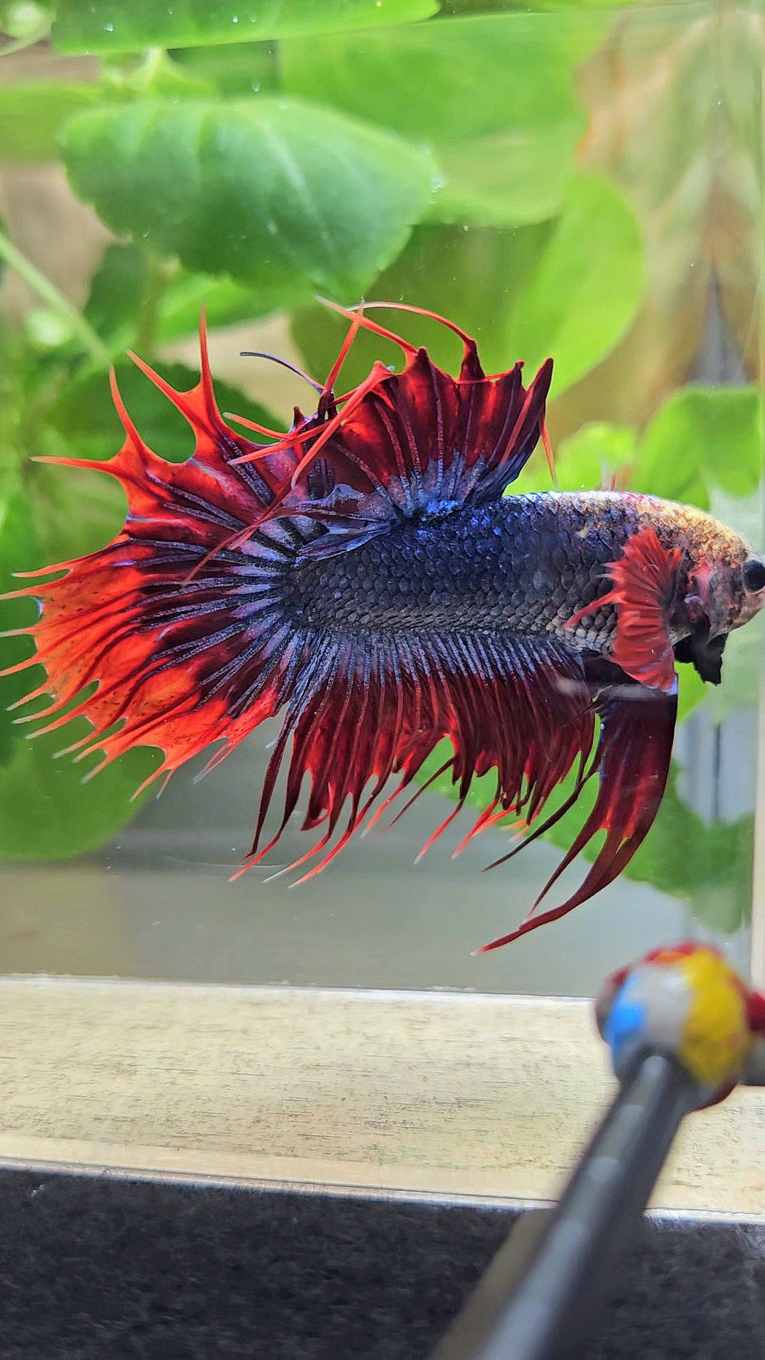 KING CROWNTAIL PLAKAT RED MASCOT BETTA FISH