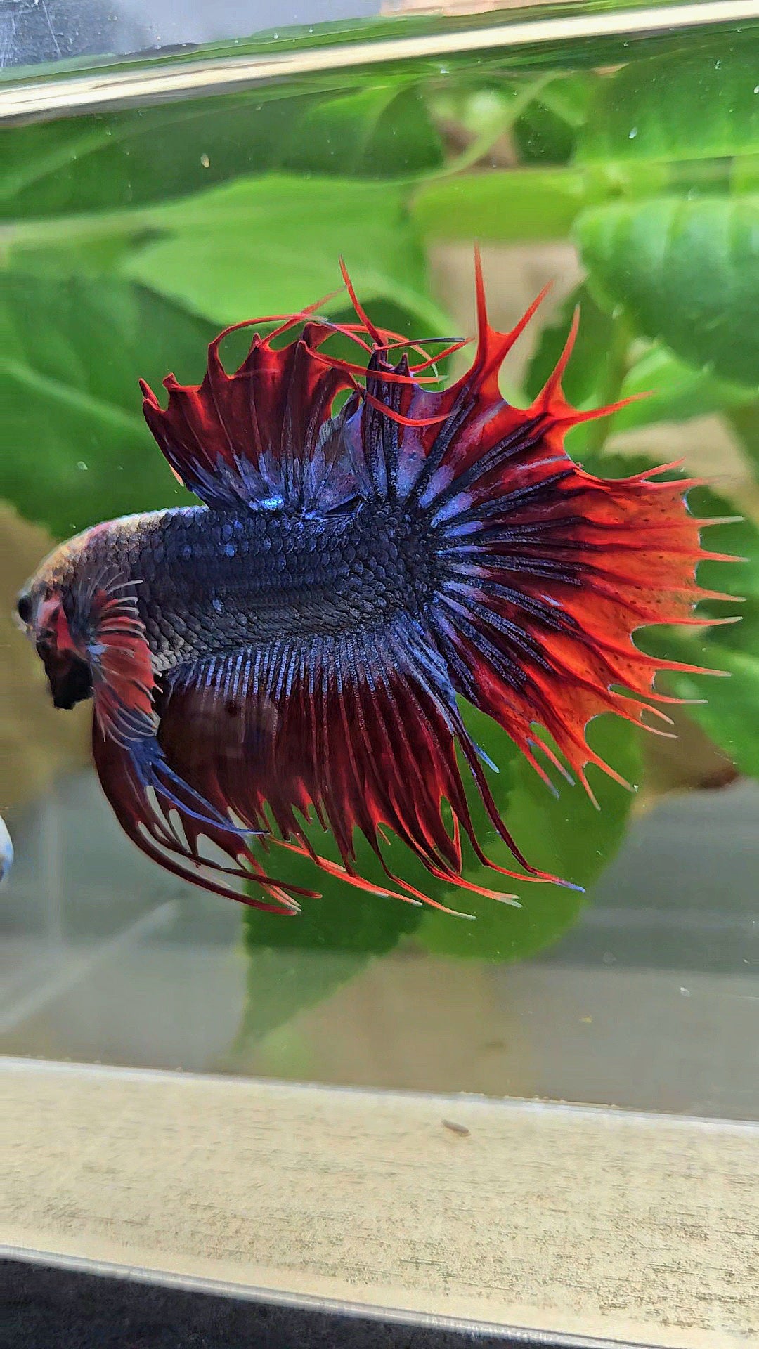KING CROWNTAIL PLAKAT RED MASCOT BETTA FISH