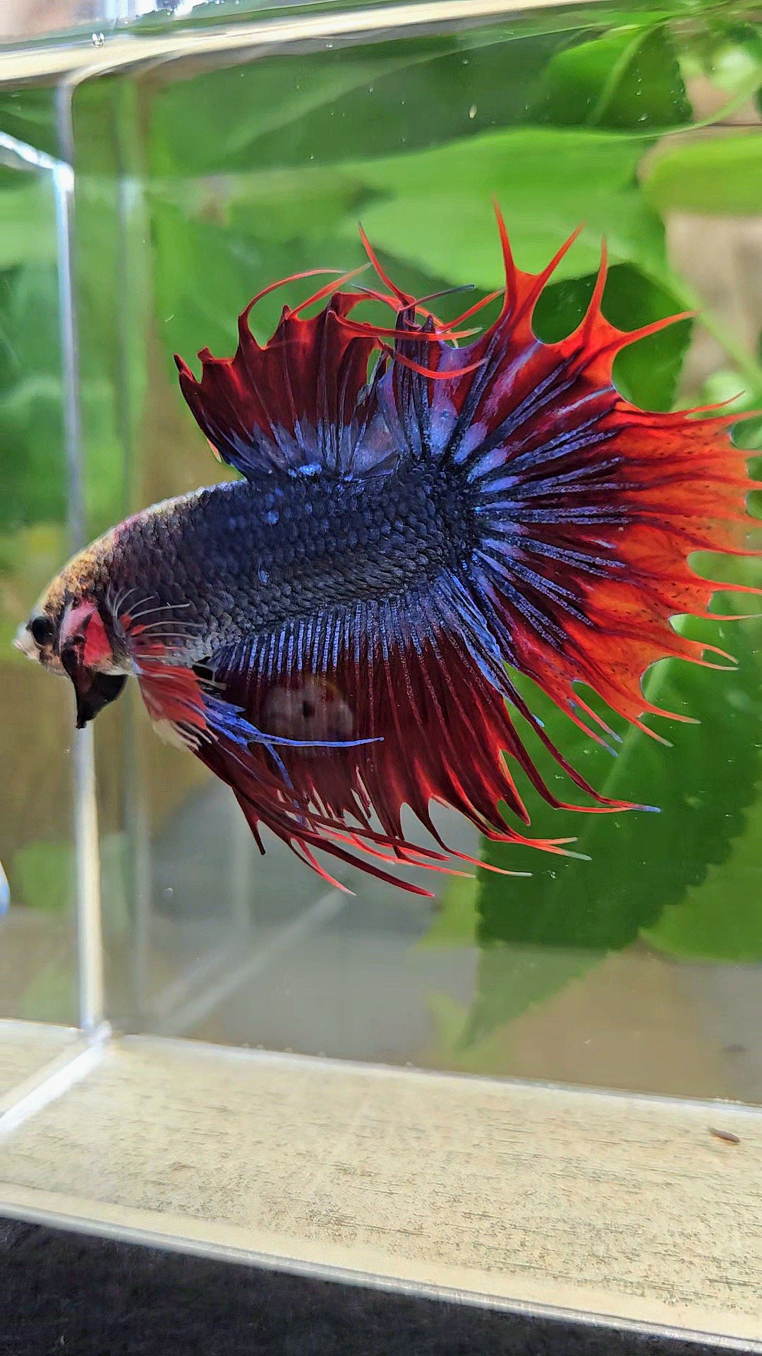 KING CROWNTAIL PLAKAT RED MASCOT BETTA FISH