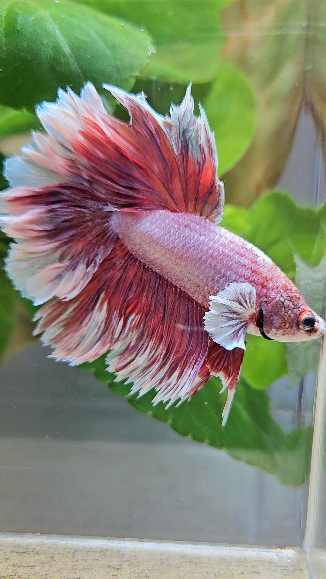 HALFMOON FEATHER TAIL BIG EAR RED MAGENTA BETTA FISH