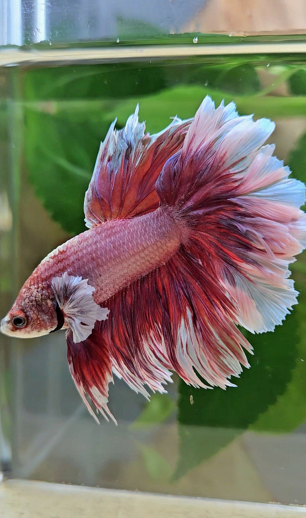 HALFMOON FEATHER TAIL BIG EAR RED MAGENTA BETTA FISH