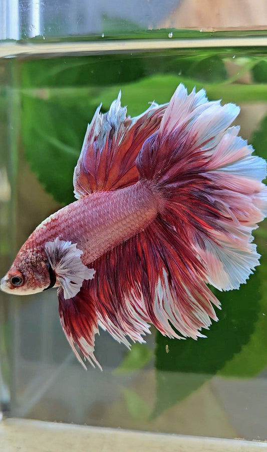 HALFMOON FEATHER TAIL BIG EAR RED MAGENTA BETTA FISH