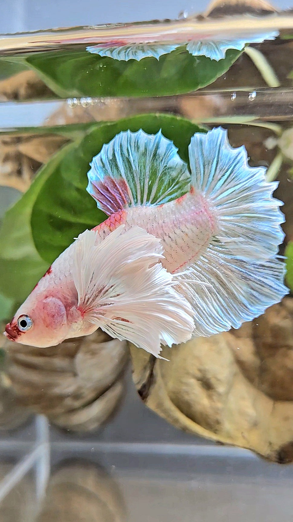 PLAKAT SUPER DUMBO EAR AOC TANCHO BETTA FISH