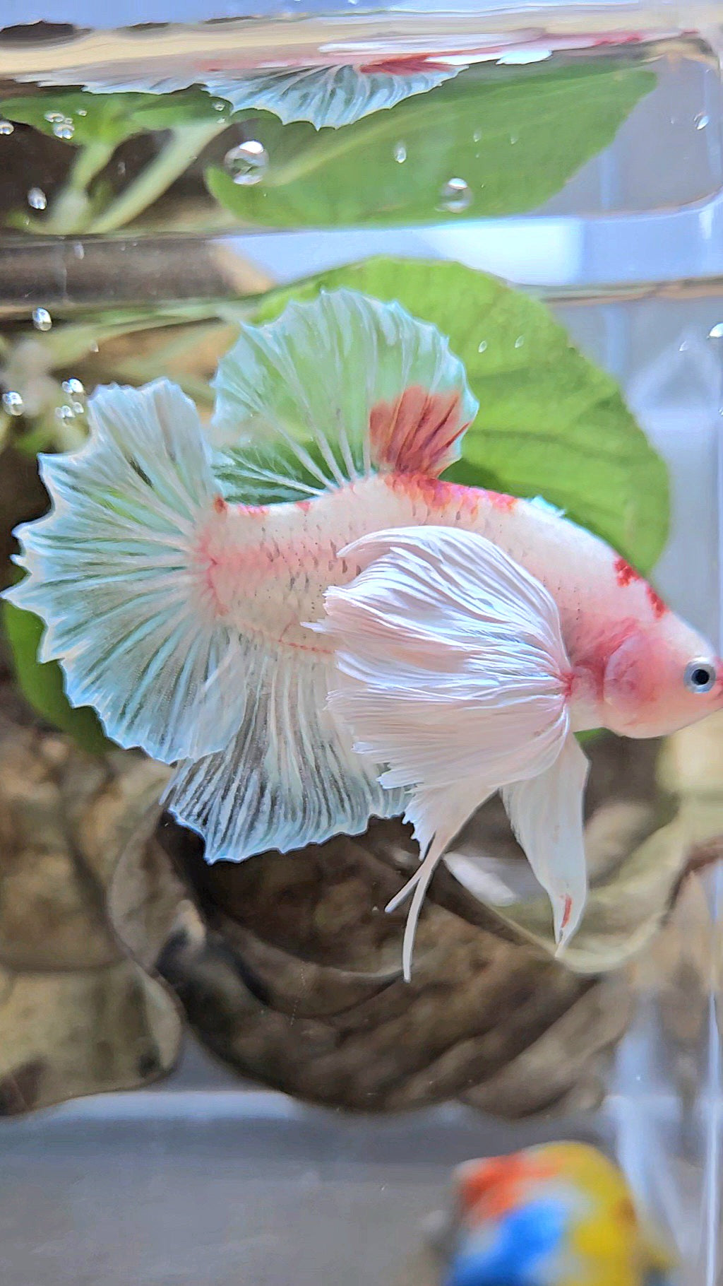 PLAKAT SUPER DUMBO EAR AOC TANCHO BETTA FISH