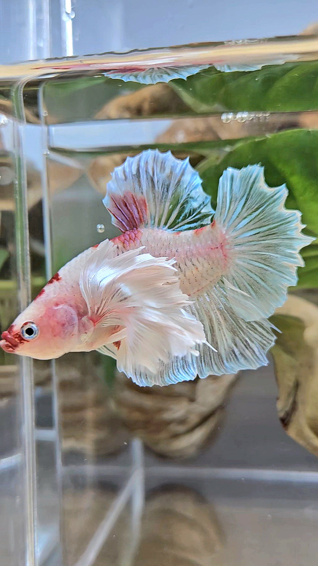 PLAKAT SUPER DUMBO EAR AOC TANCHO BETTA FISH