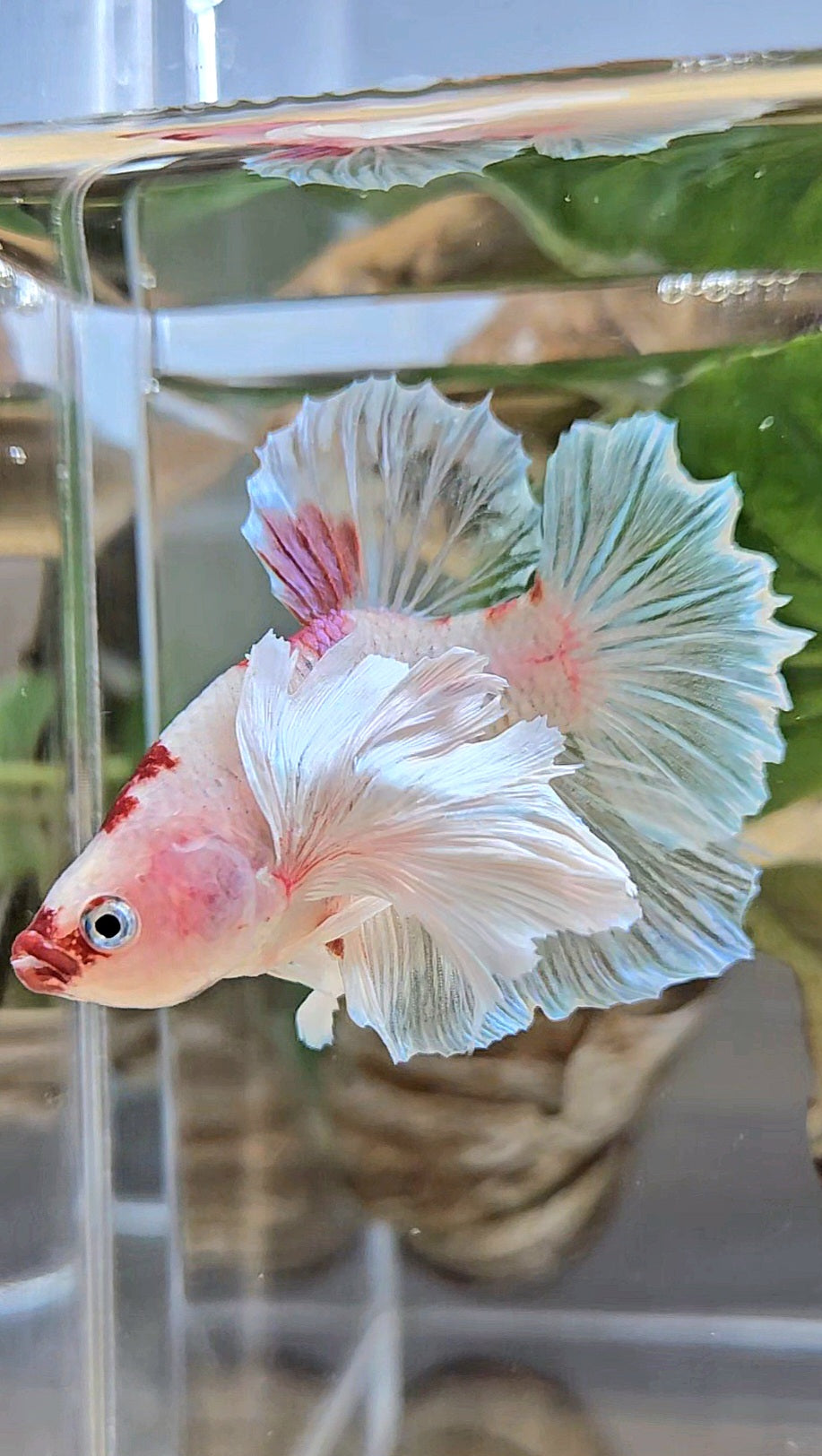 PLAKAT SUPER DUMBO EAR AOC TANCHO BETTA FISH