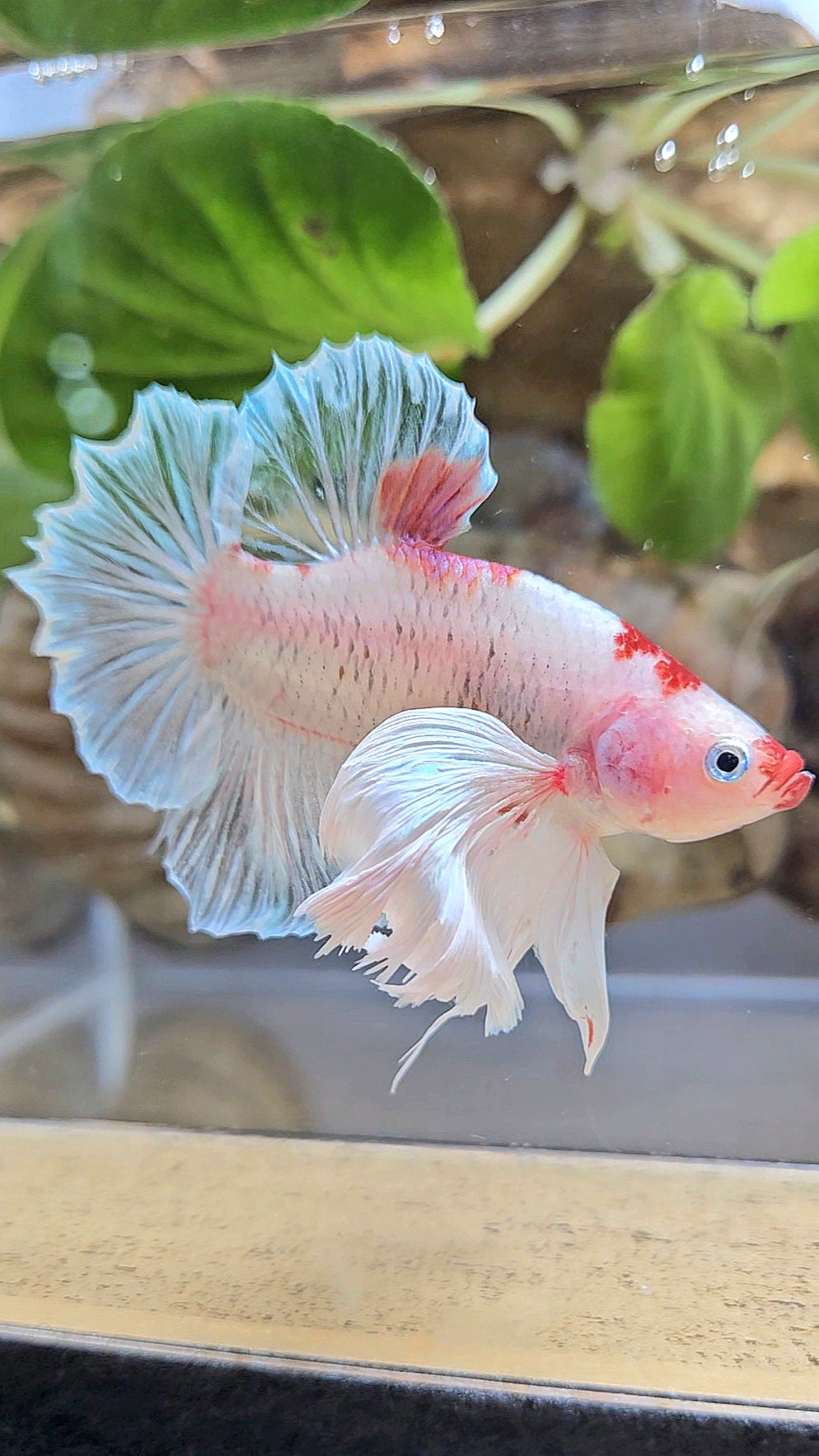 PLAKAT SUPER DUMBO EAR AOC TANCHO BETTA FISH