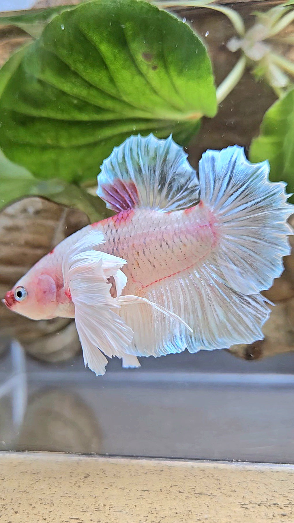 PLAKAT SUPER DUMBO EAR AOC TANCHO BETTA FISH