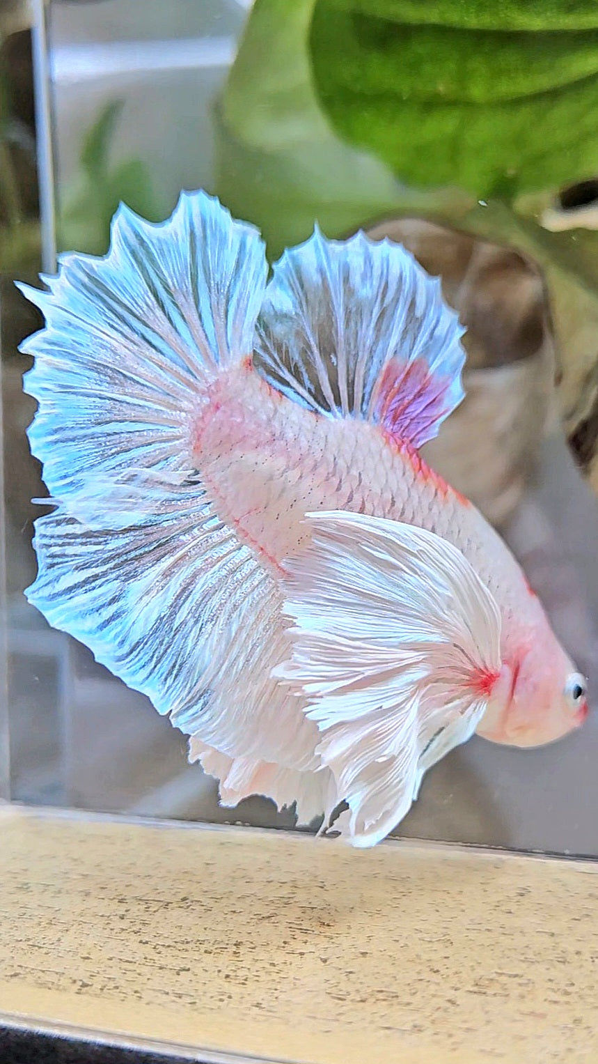 PLAKAT SUPER DUMBO EAR AOC TANCHO BETTA FISH