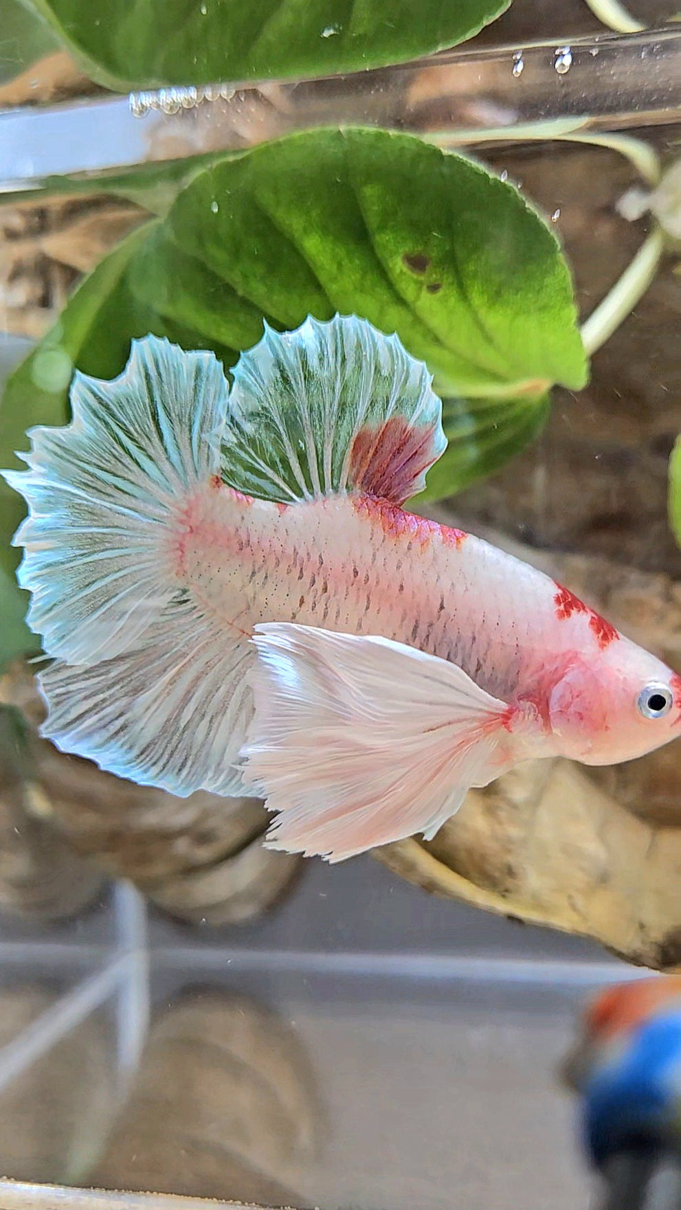 PLAKAT SUPER DUMBO EAR AOC TANCHO BETTA FISH