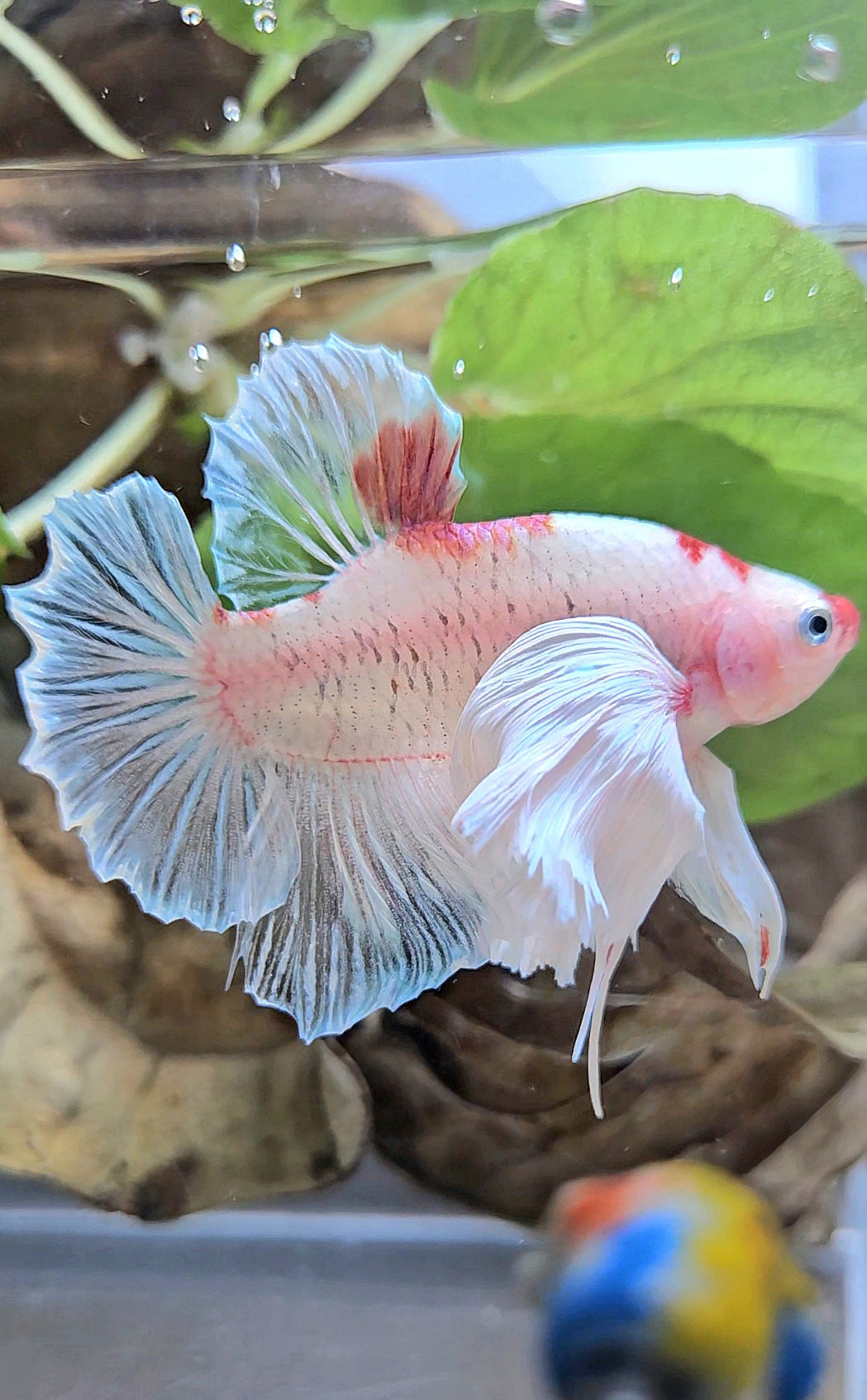 PLAKAT SUPER DUMBO EAR AOC TANCHO BETTA FISH