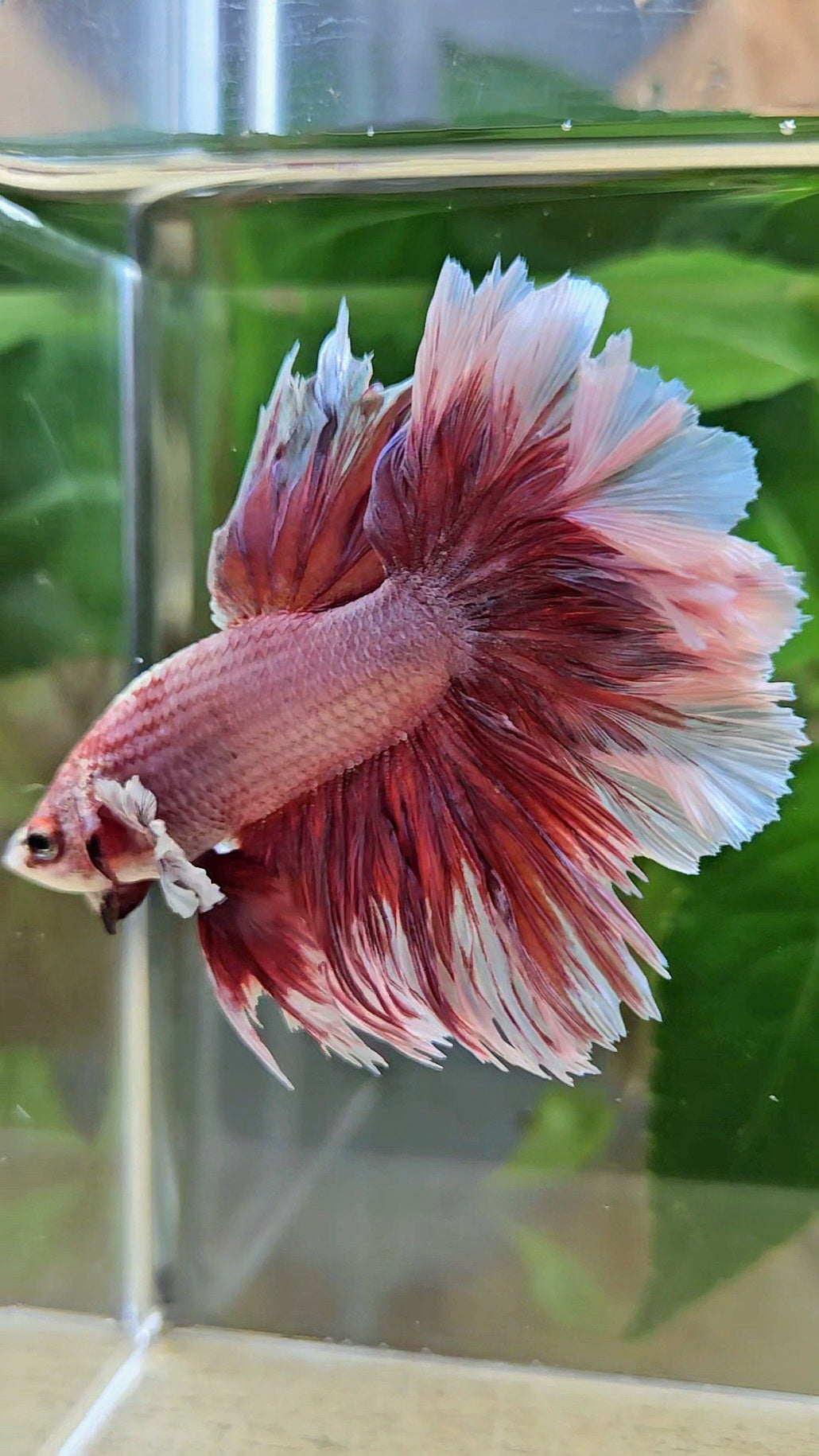 HALFMOON FEATHER TAIL BIG EAR RED MAGENTA BETTA FISH