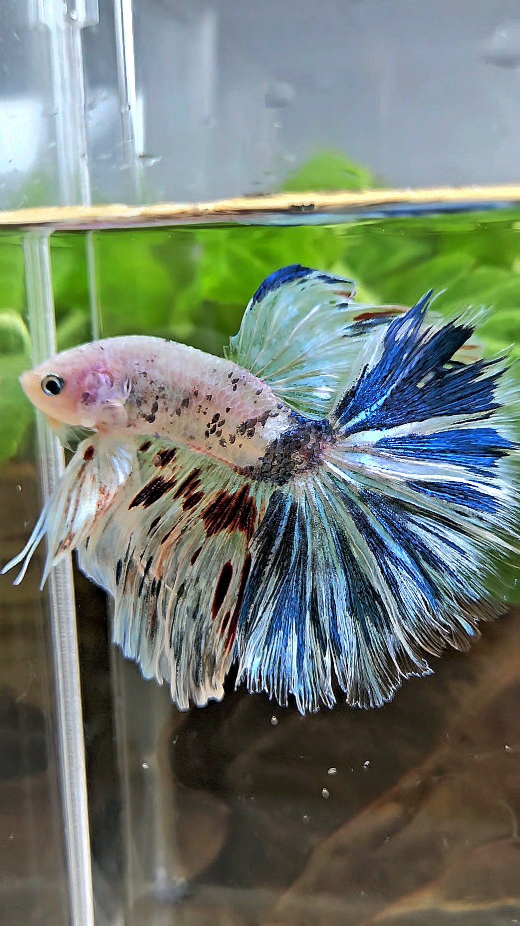 HALFMOON ROSETAIL WHITE BLUE FANCY MARBLE BETTA FISH