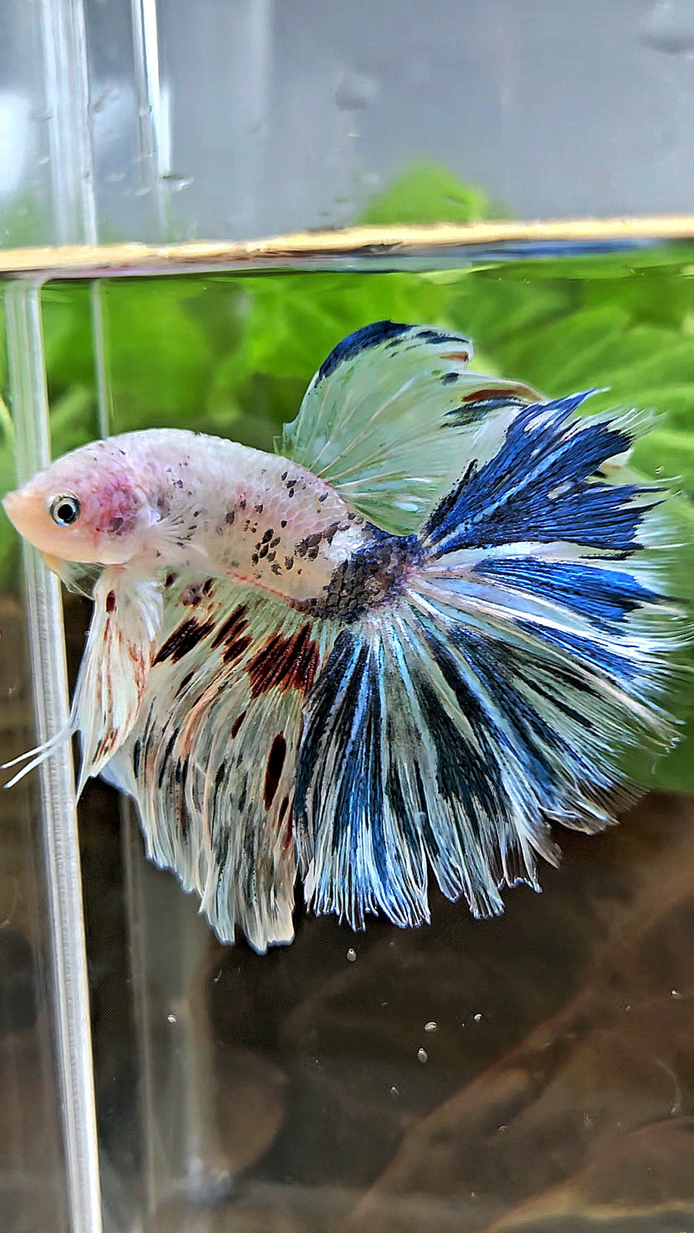 HALFMOON ROSETAIL WHITE BLUE FANCY MARBLE BETTA FISH
