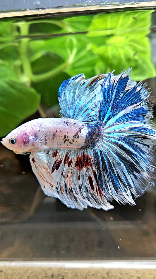 HALFMOON ROSETAIL WHITE BLUE FANCY MARBLE BETTA FISH