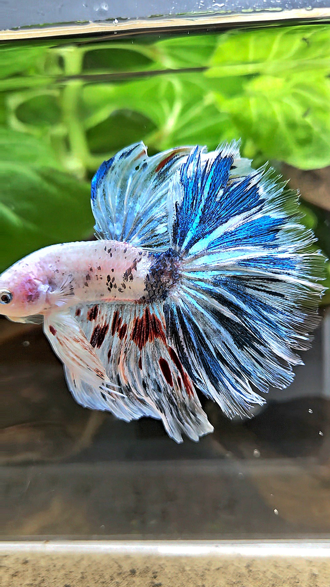 HALFMOON ROSETAIL WHITE BLUE FANCY MARBLE BETTA FISH