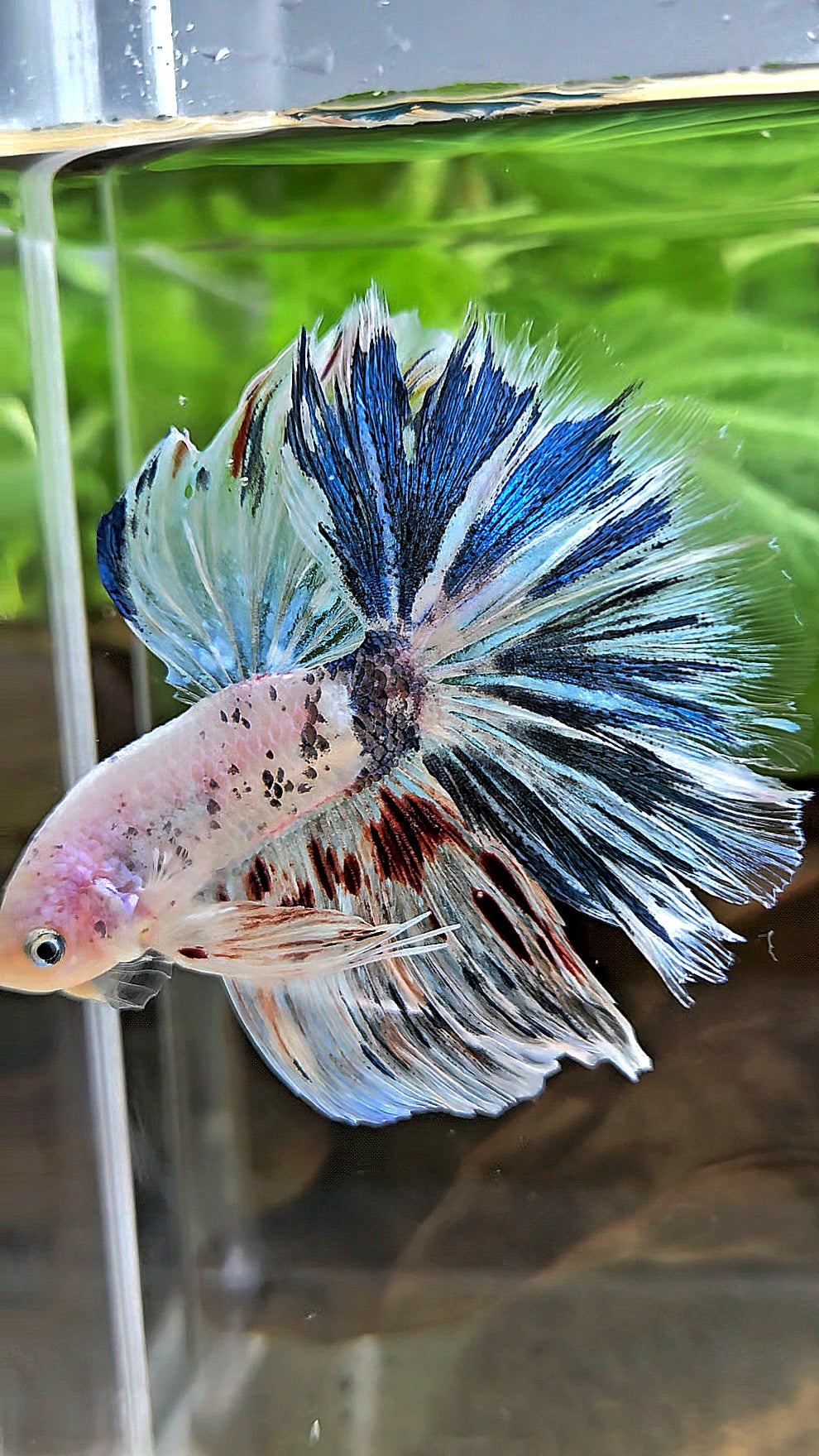 HALFMOON ROSETAIL WHITE BLUE FANCY MARBLE BETTA FISH