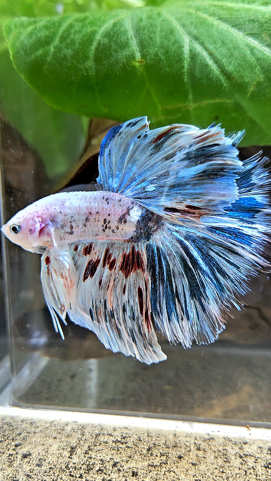 HALFMOON ROSETAIL WHITE BLUE FANCY MARBLE BETTA FISH
