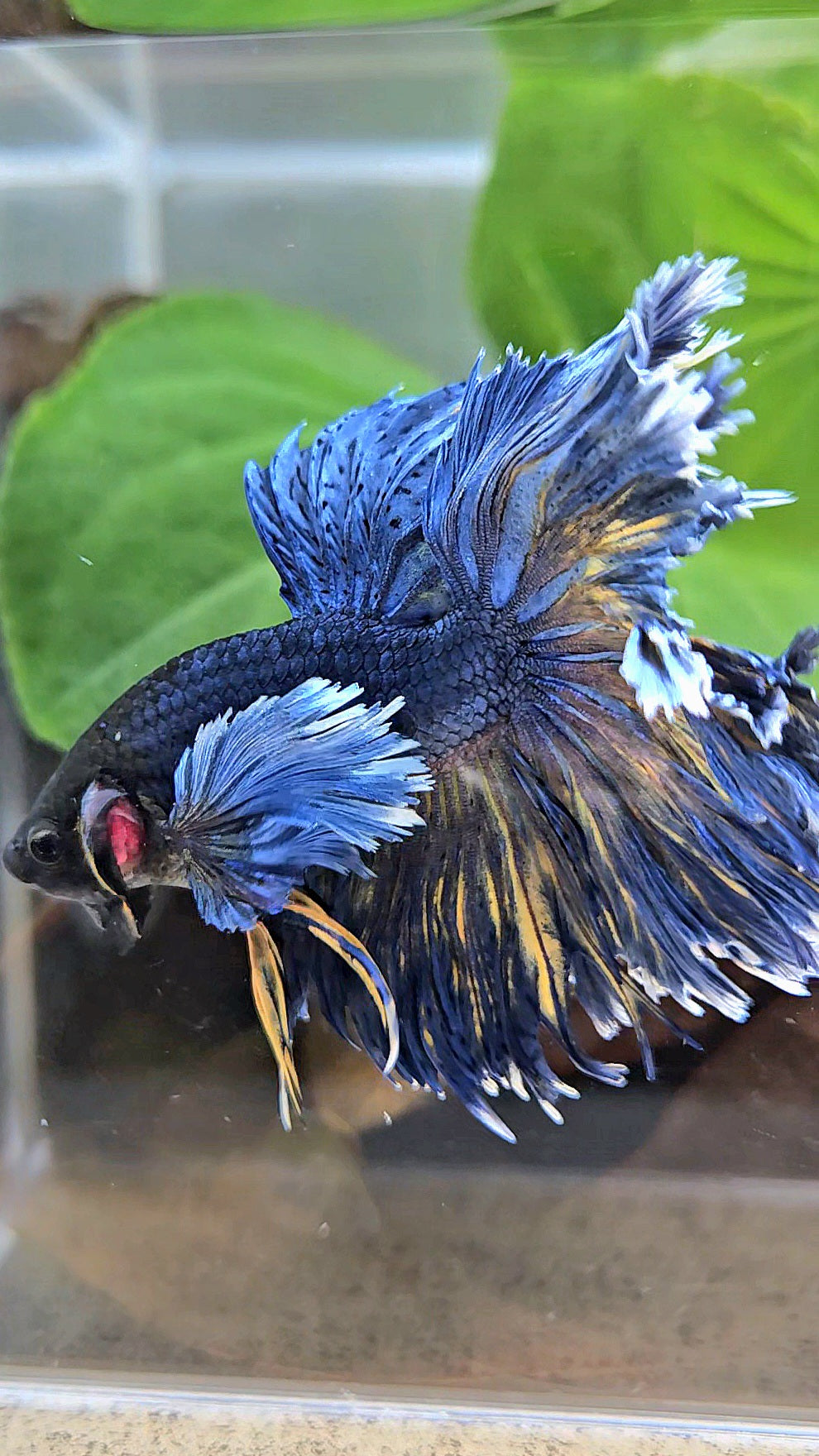 HALFMOON DUMBO EAR FEATHER TAIL BLUE YELLOW PATTERN BETTA FISH