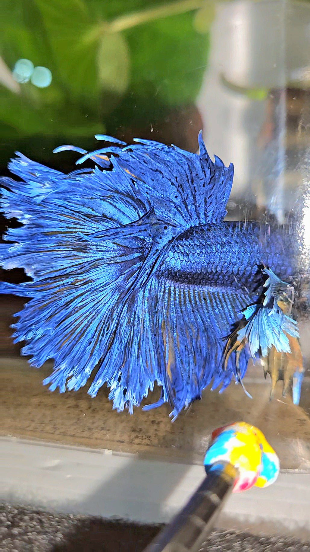 HALFMOON DUMBO EAR FEATHER TAIL BLUE YELLOW PATTERN BETTA FISH