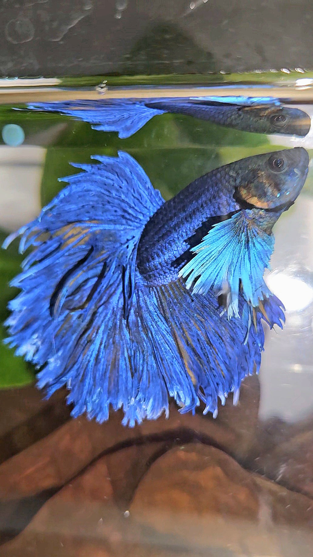 HALFMOON DUMBO EAR FEATHER TAIL BLUE YELLOW PATTERN BETTA FISH