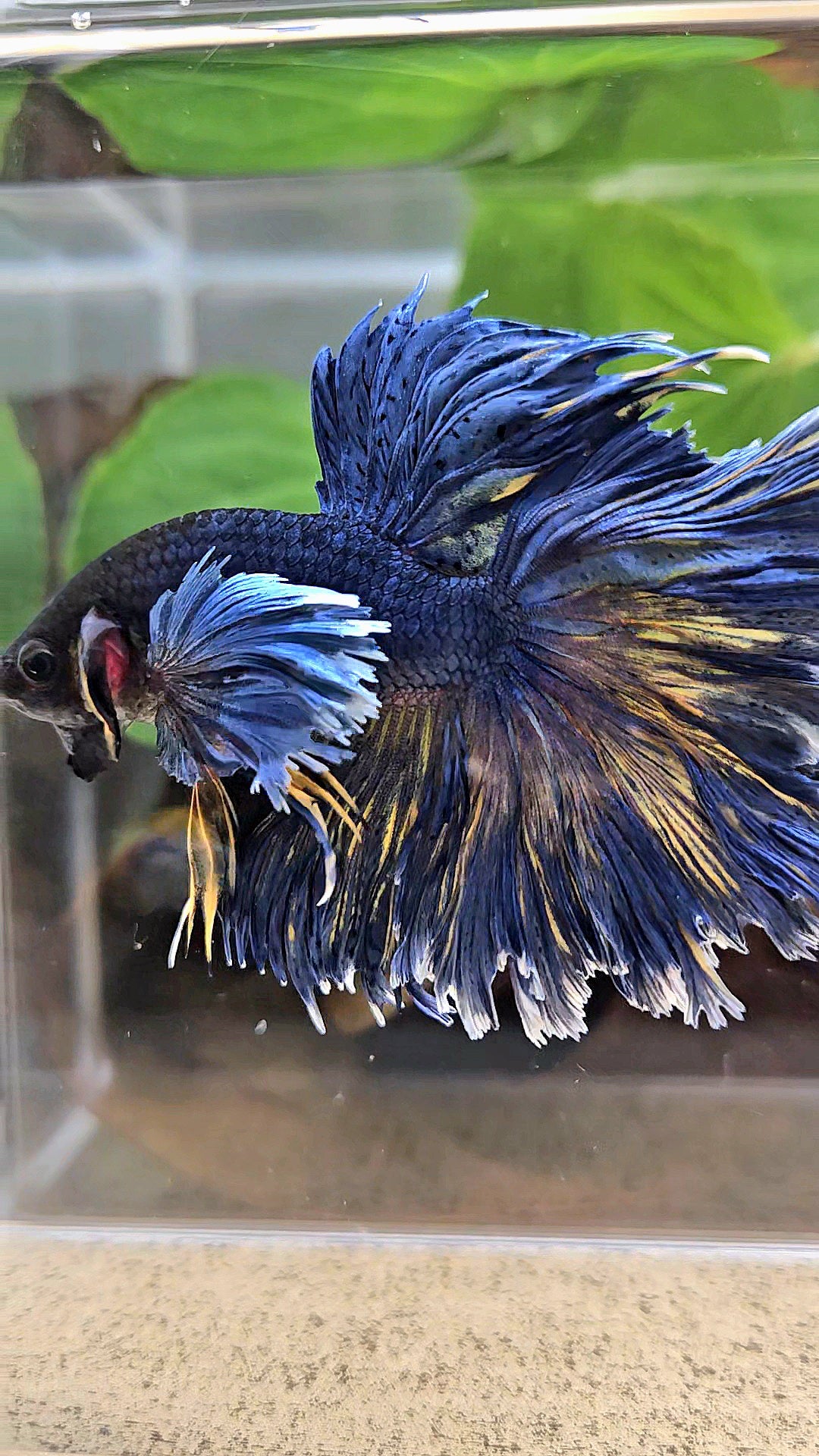HALFMOON DUMBO EAR FEATHER TAIL BLUE YELLOW PATTERN BETTA FISH