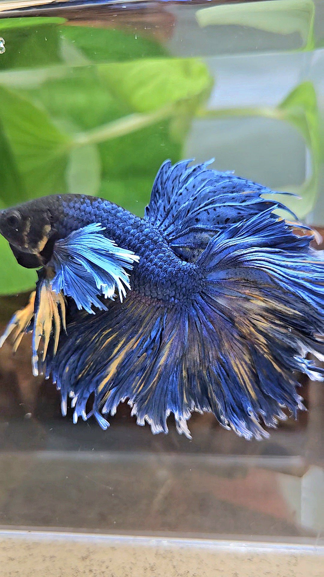 HALFMOON DUMBO EAR FEATHER TAIL BLUE YELLOW PATTERN BETTA FISH