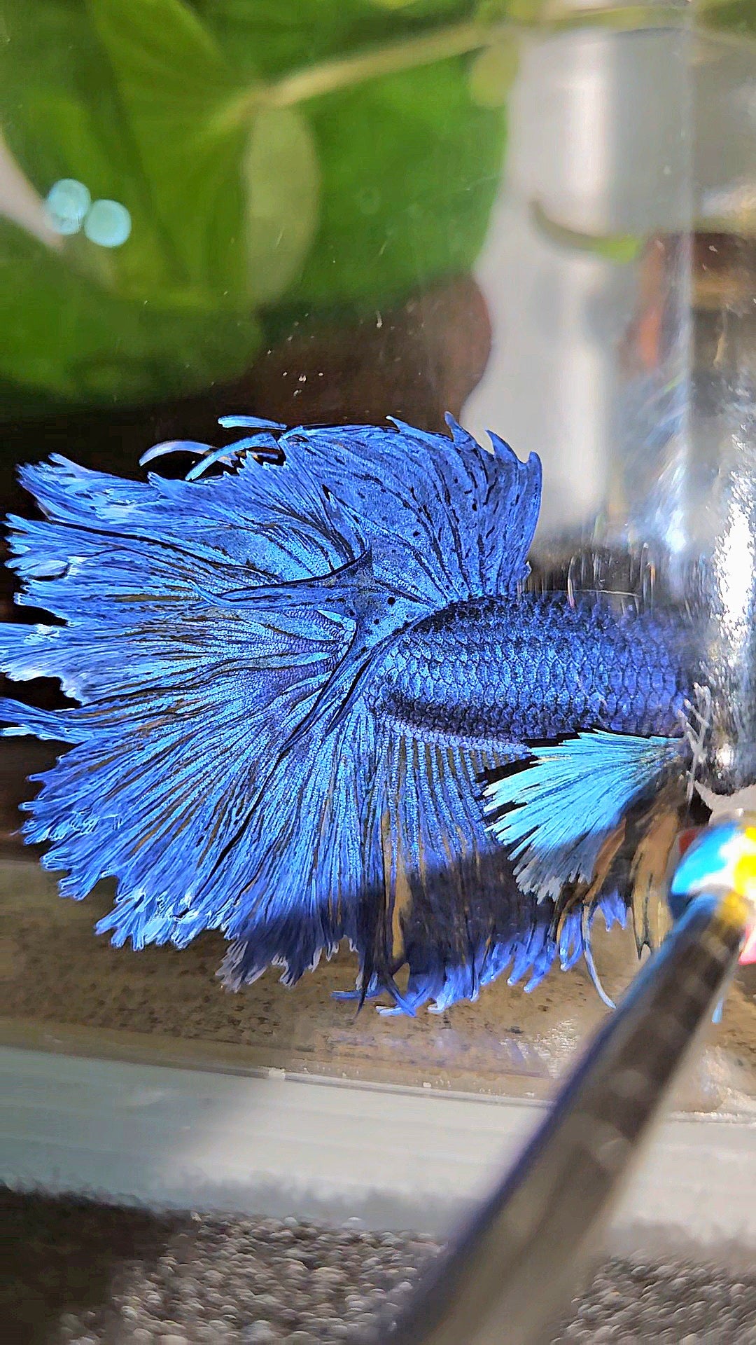 HALFMOON DUMBO EAR FEATHER TAIL BLUE YELLOW PATTERN BETTA FISH