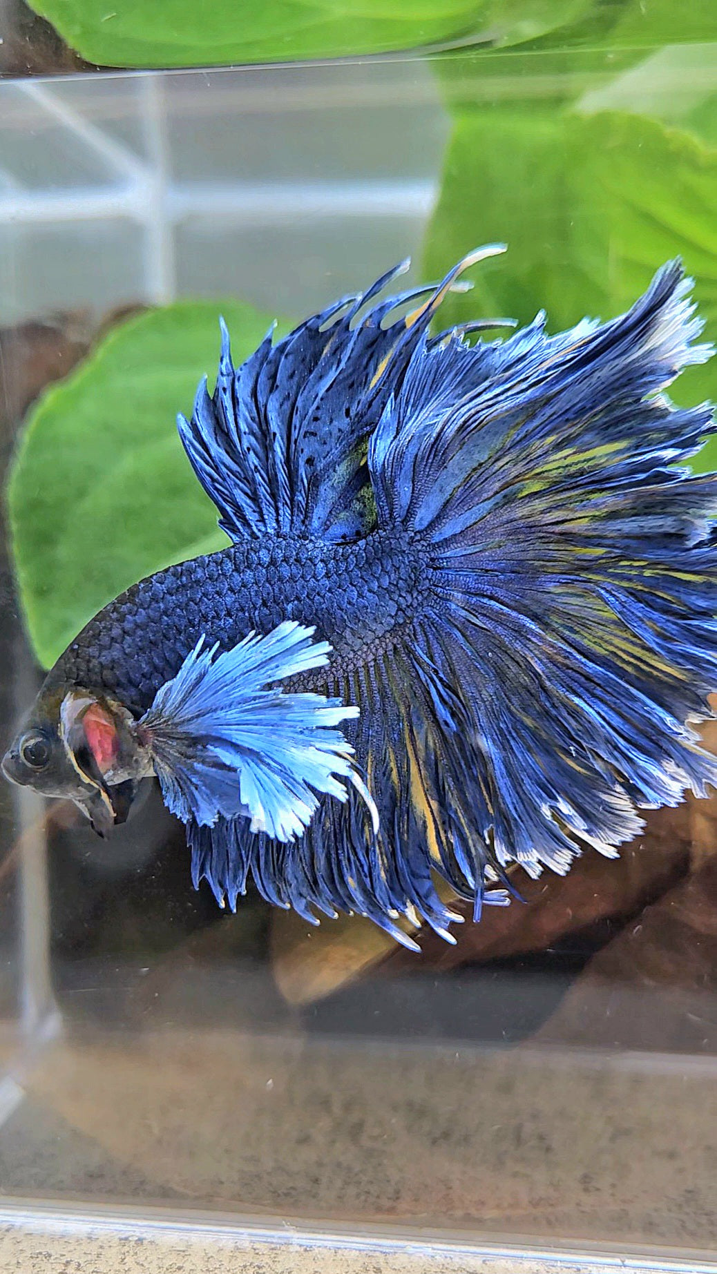 HALFMOON DUMBO EAR FEATHER TAIL BLUE YELLOW PATTERN BETTA FISH