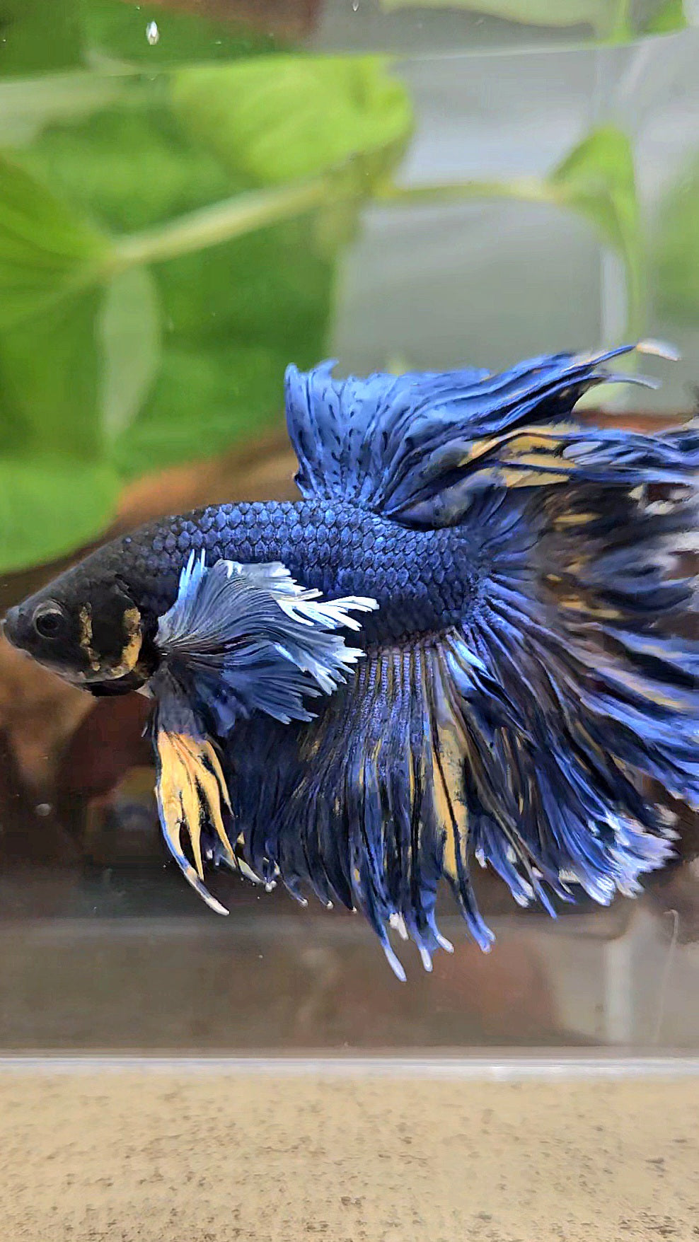 HALFMOON DUMBO EAR FEATHER TAIL BLUE YELLOW PATTERN BETTA FISH