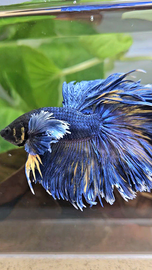 HALFMOON DUMBO EAR FEATHER TAIL BLUE YELLOW PATTERN BETTA FISH