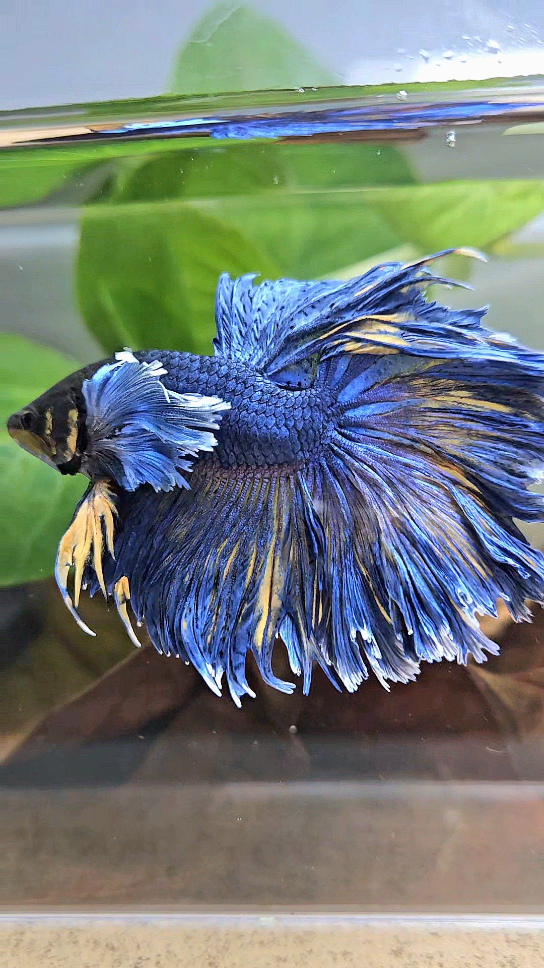 HALFMOON DUMBO EAR FEATHER TAIL BLUE YELLOW PATTERN BETTA FISH