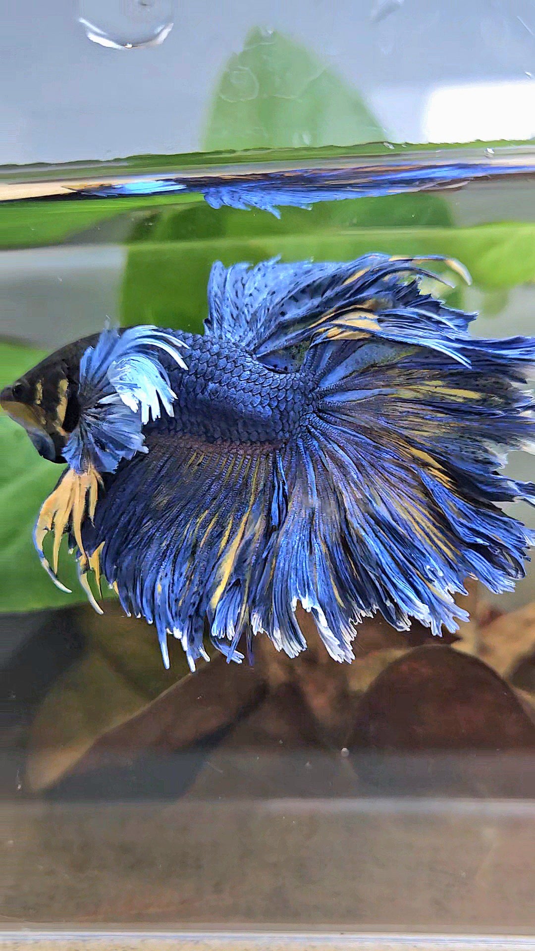 HALFMOON DUMBO EAR FEATHER TAIL BLUE YELLOW PATTERN BETTA FISH