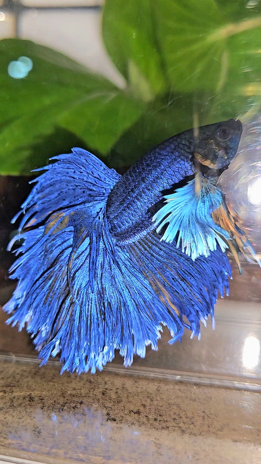HALFMOON DUMBO EAR FEATHER TAIL BLUE YELLOW PATTERN BETTA FISH
