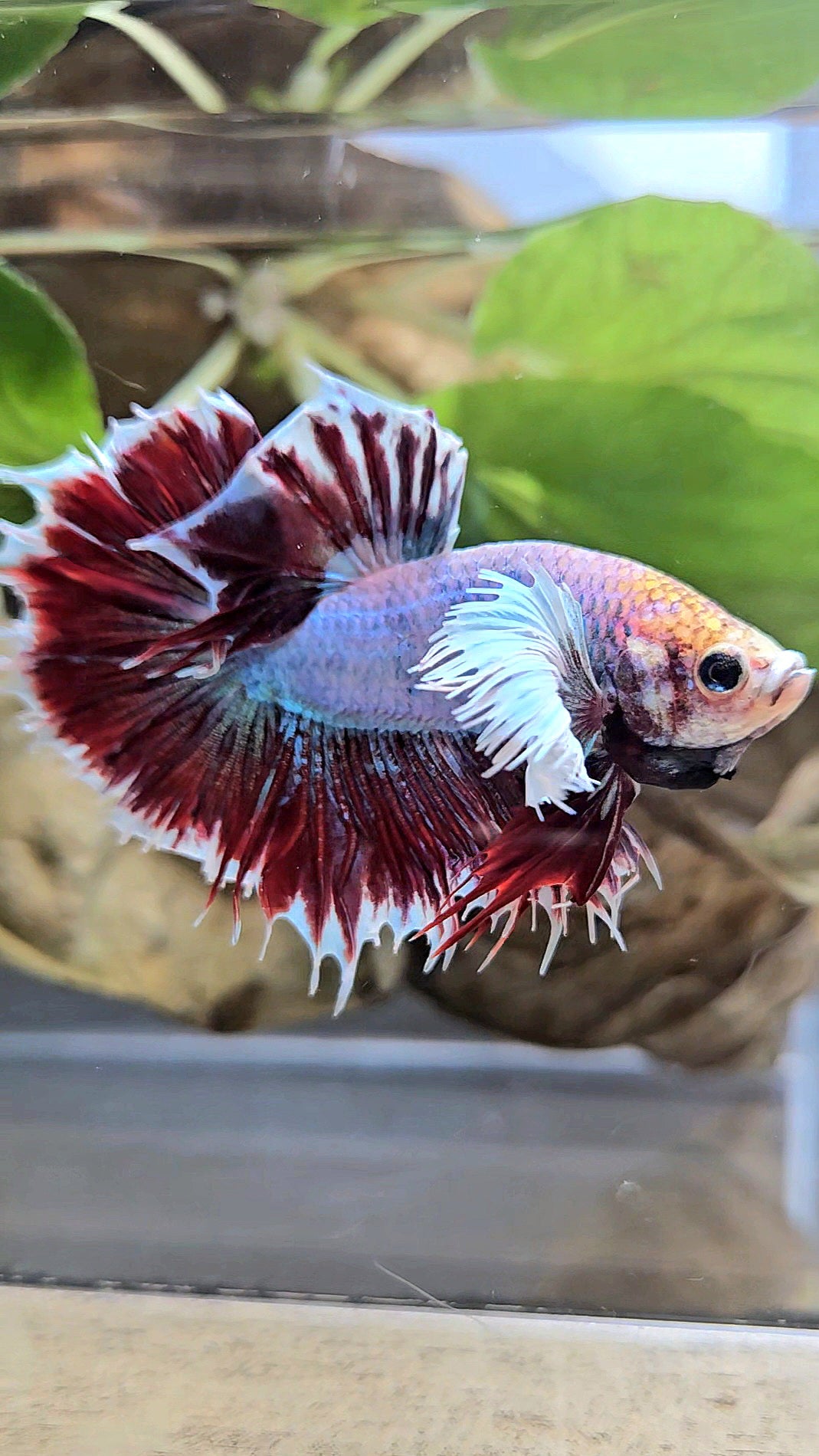 HALFSUN DUMBO EAR MAGENTA BETTA FISH
