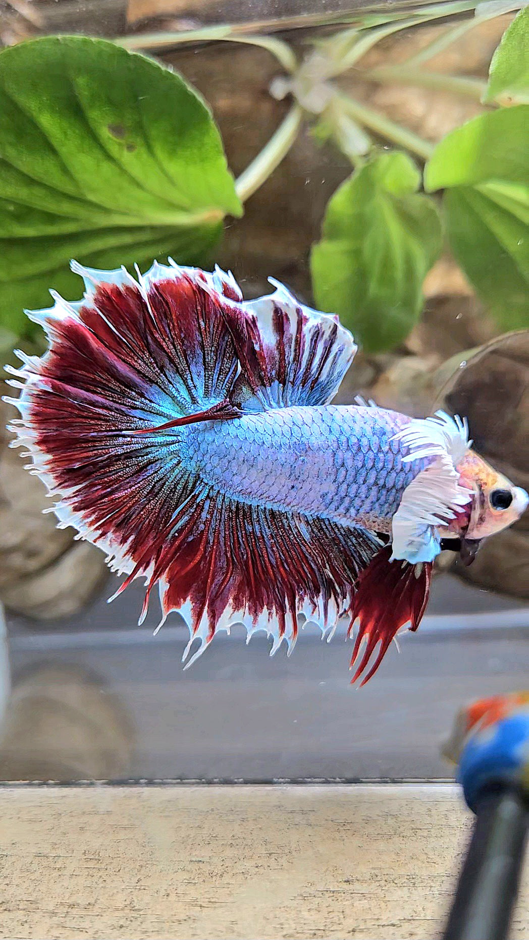 HALFSUN DUMBO EAR MAGENTA BETTA FISH