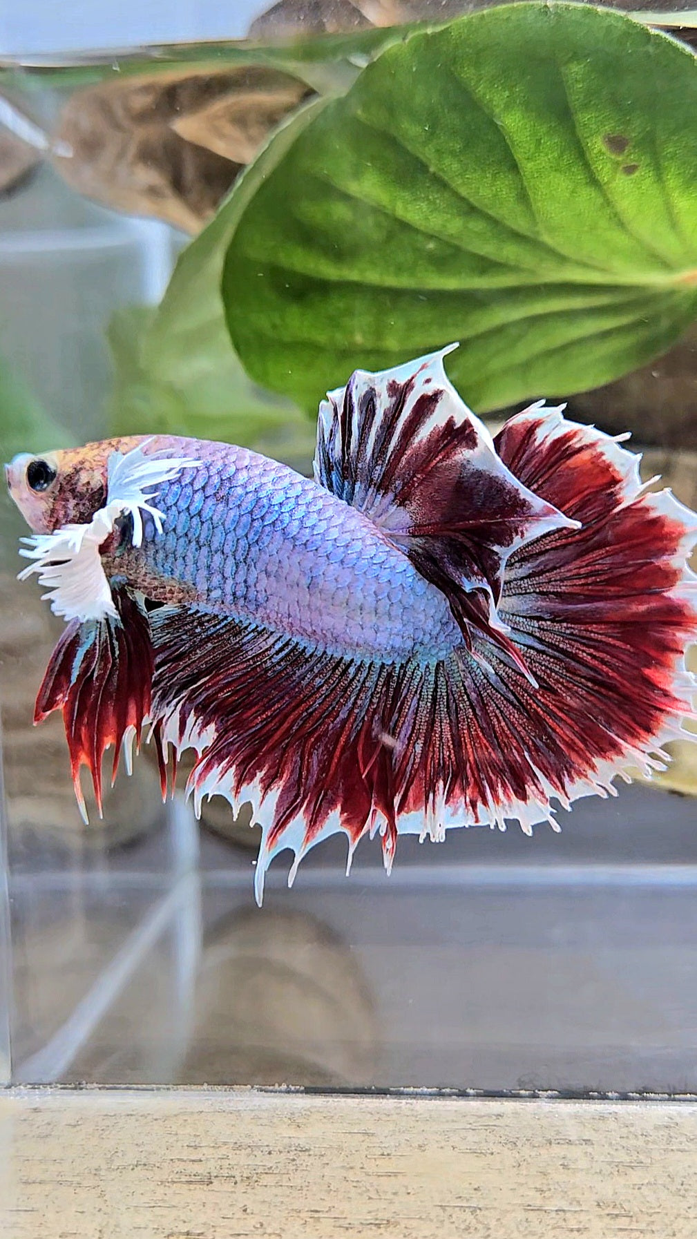 HALFSUN DUMBO EAR MAGENTA BETTA FISH