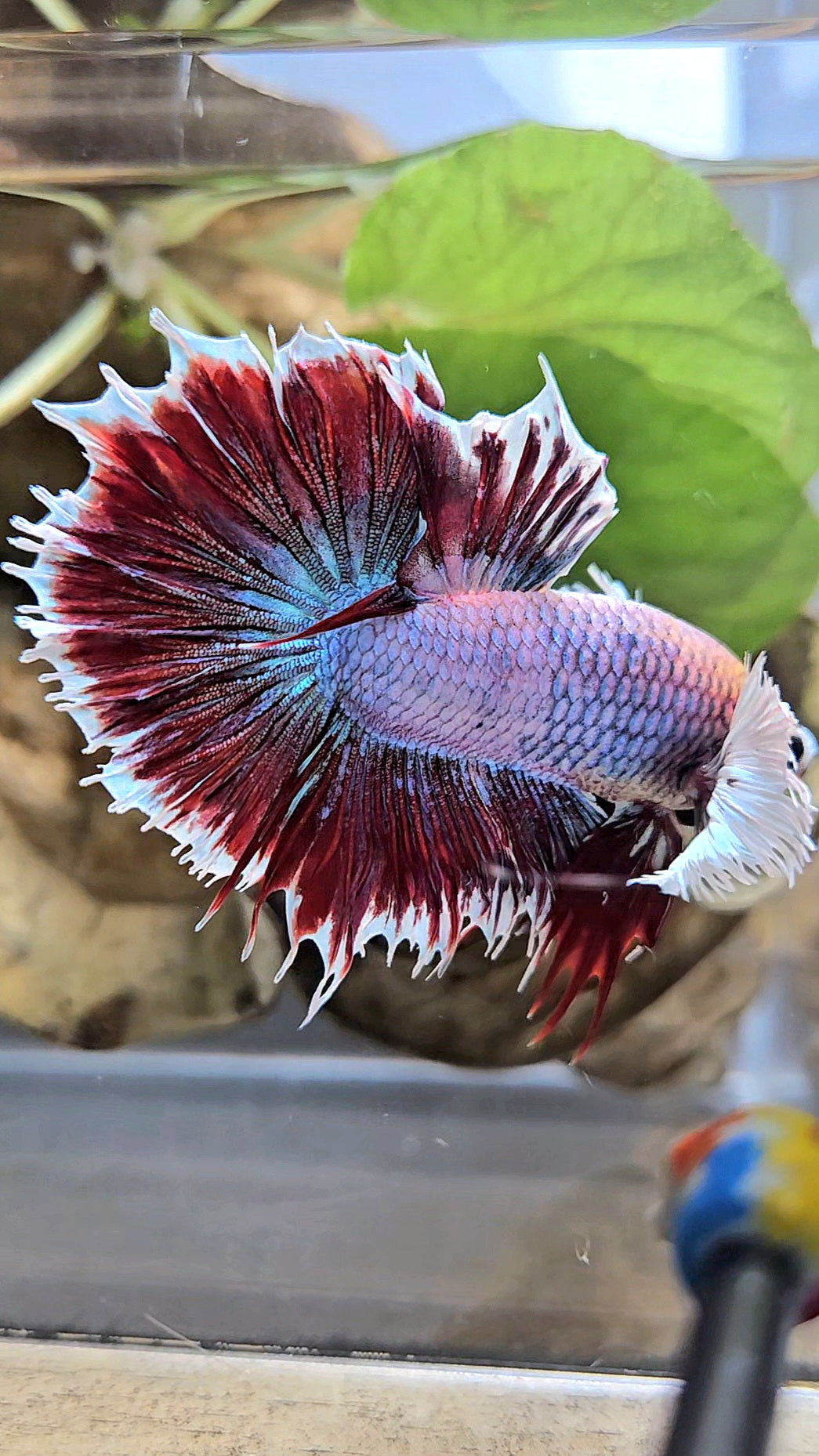 HALFSUN DUMBO EAR MAGENTA BETTA FISH