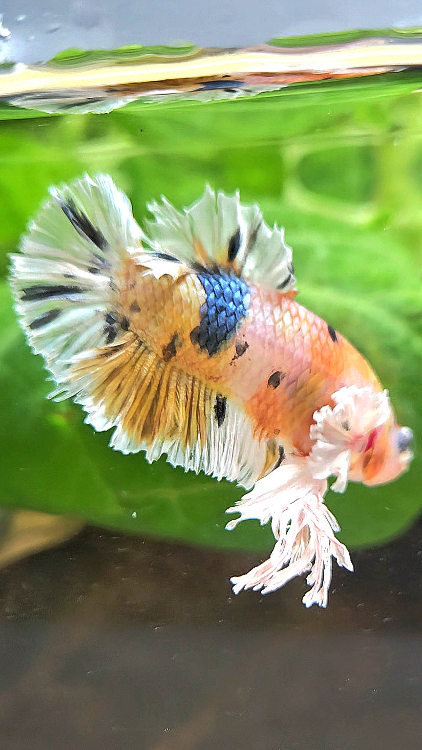 KING PLAKAT BIG EAR YELLOW COPPER MULTICOLOR BETTA FISH