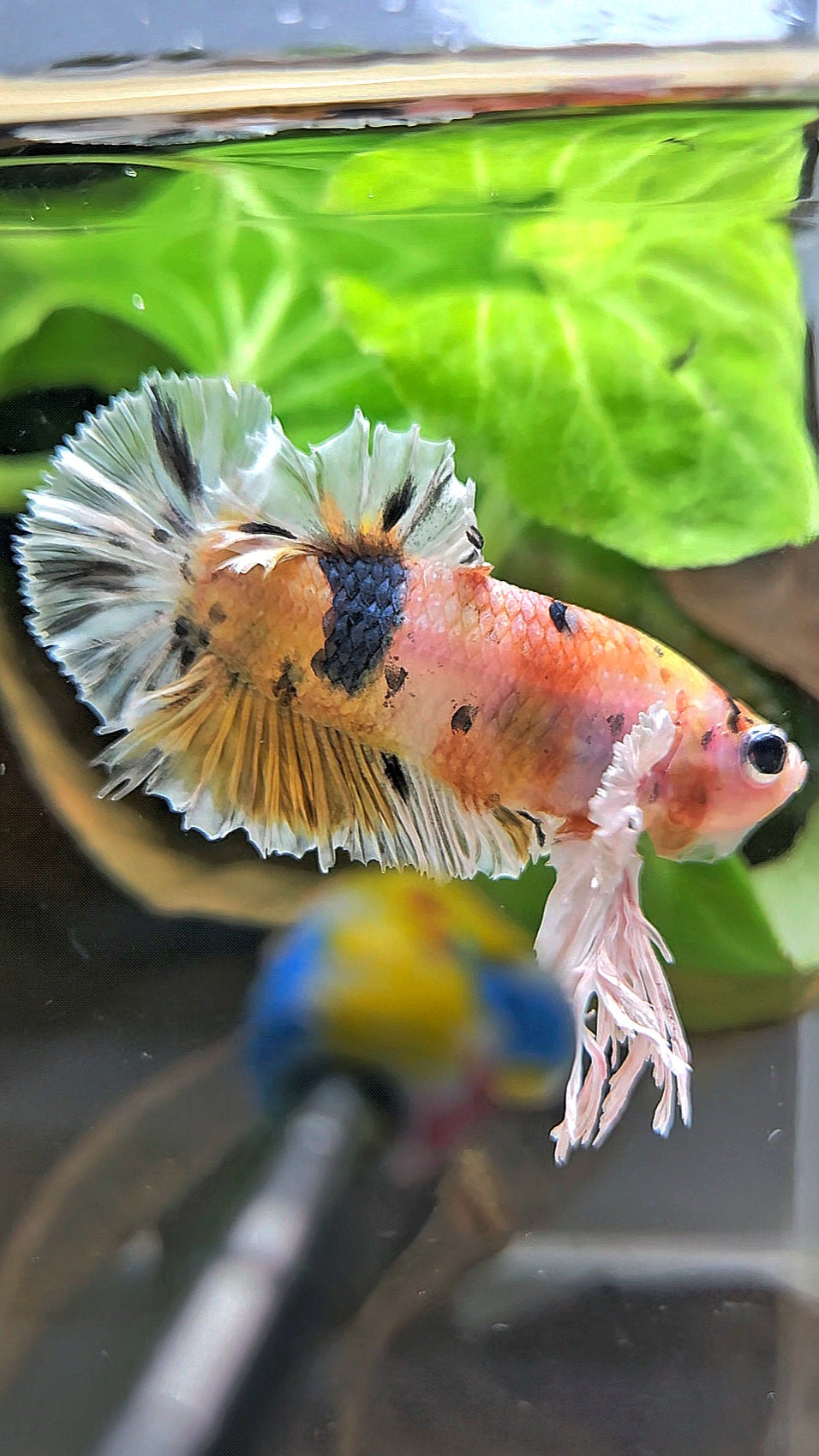 KING PLAKAT BIG EAR YELLOW COPPER MULTICOLOR BETTA FISH