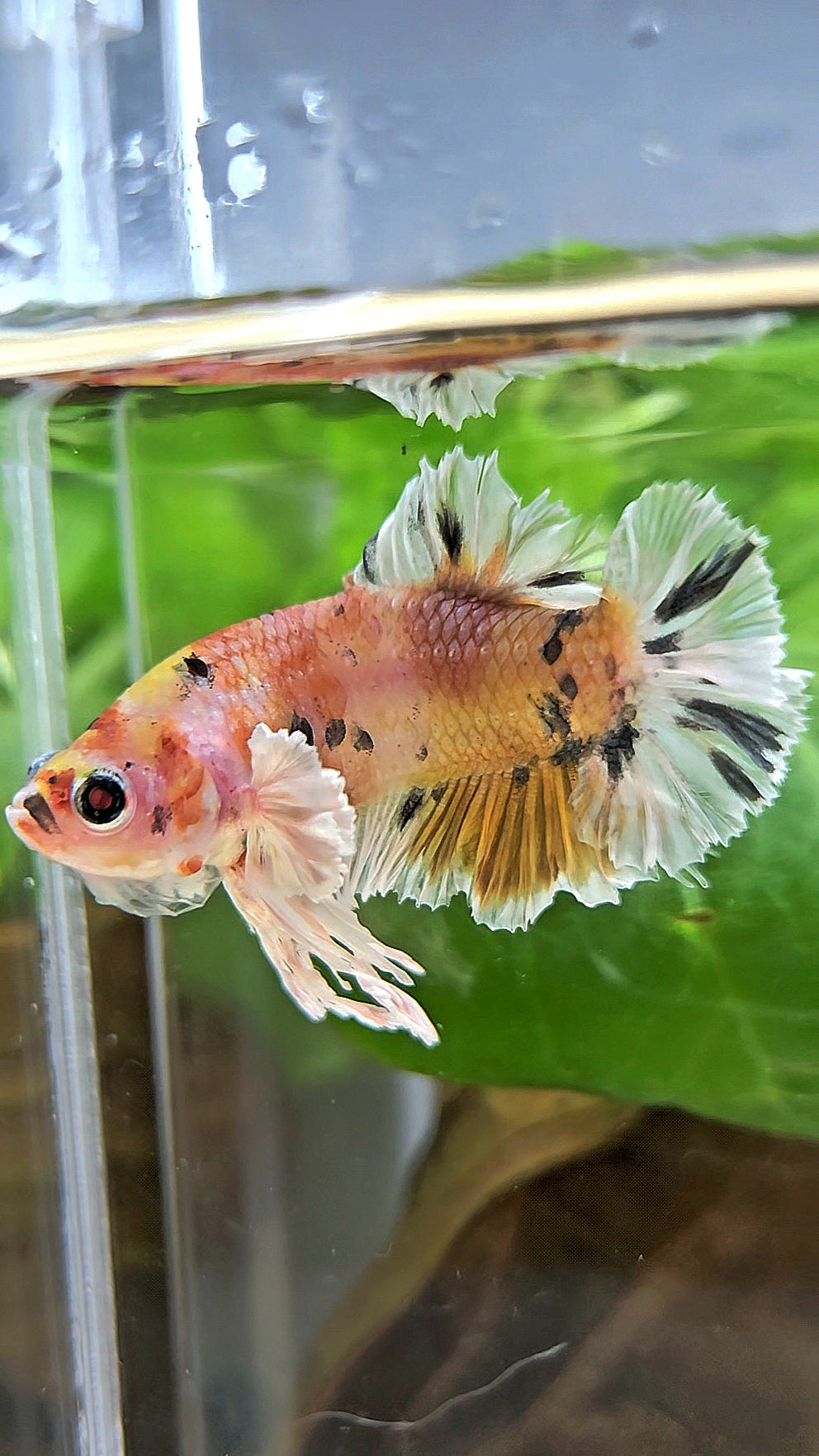 KING PLAKAT BIG EAR YELLOW COPPER MULTICOLOR BETTA FISH