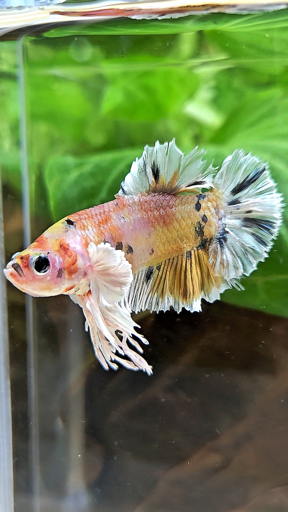 KING PLAKAT BIG EAR YELLOW COPPER MULTICOLOR BETTA FISH