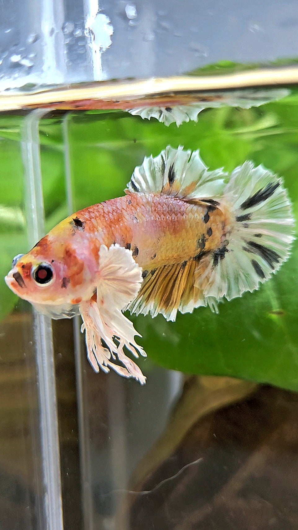 KING PLAKAT BIG EAR YELLOW COPPER MULTICOLOR BETTA FISH