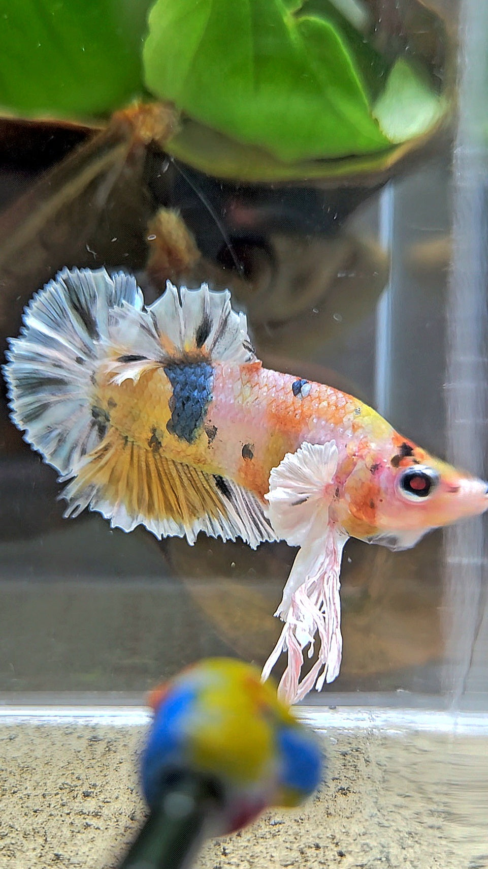KING PLAKAT BIG EAR YELLOW COPPER MULTICOLOR BETTA FISH