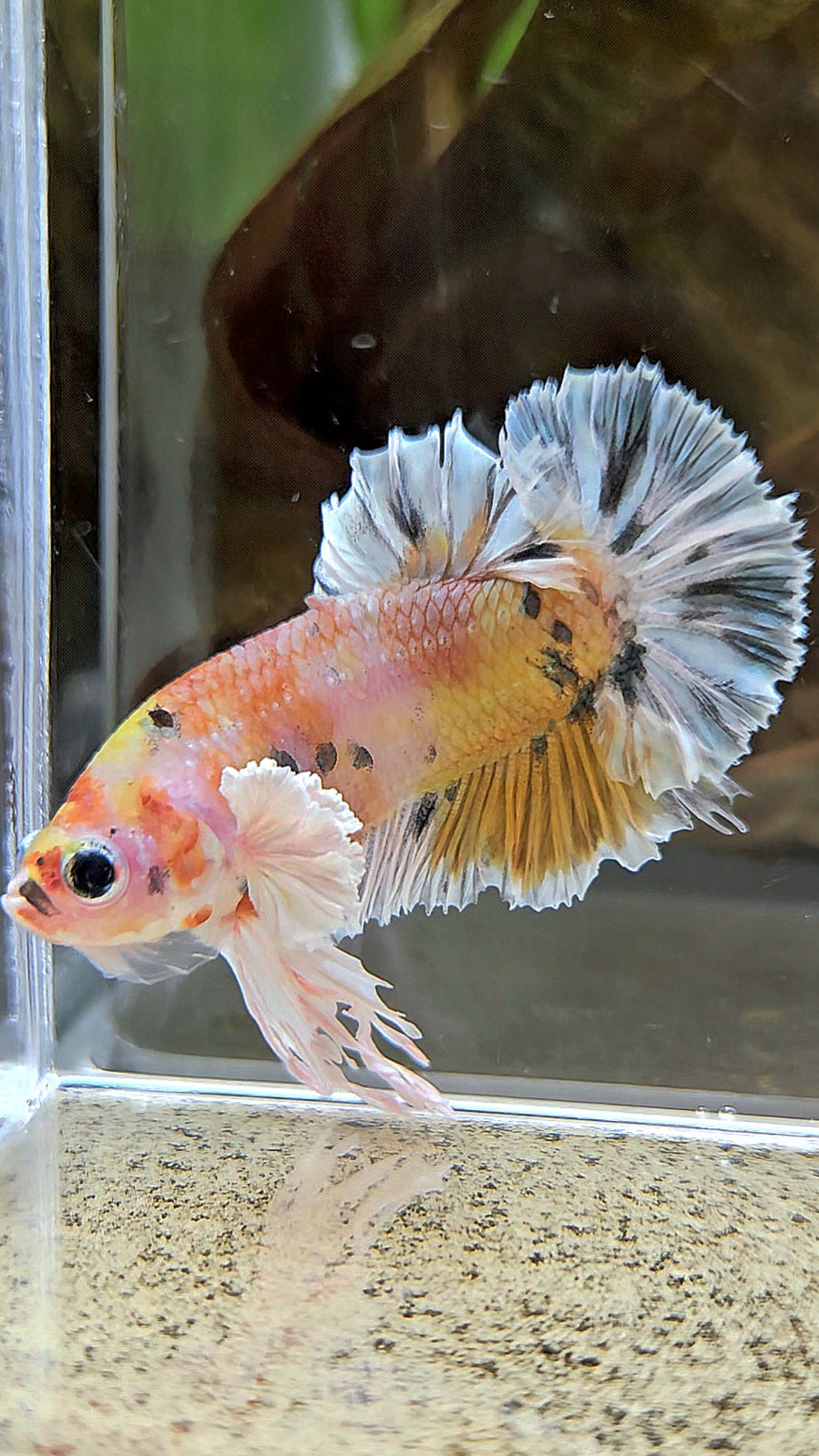 KING PLAKAT BIG EAR YELLOW COPPER MULTICOLOR BETTA FISH